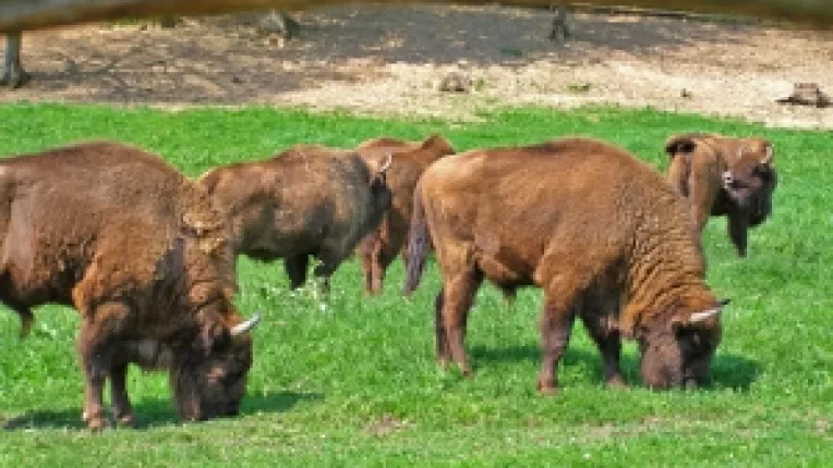 Cel mai mare eveniment de eliberare a zimbrului in salbaticie din Europa, "Magura Zimbrilor"