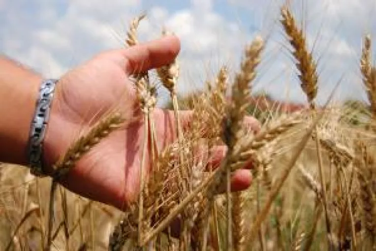 Graul din hambare, gaj la creditare