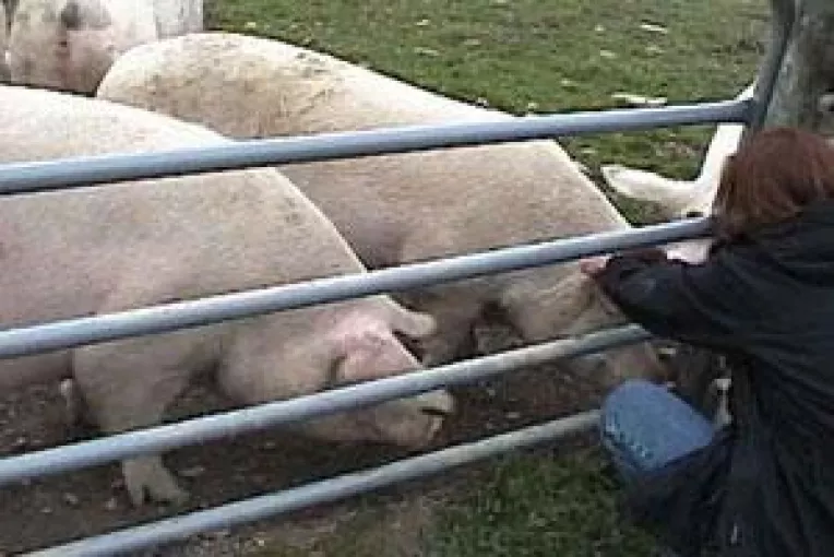 Normele UE, in lupta cu saracia si traditia romanilor. Porcii se muta in cotete de lux